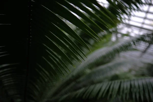 Zbliżenie Liści Paproci Lesie Pod Światłami Rozmytym Tłem — Zdjęcie stockowe
