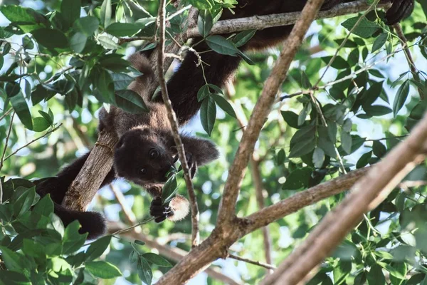 Sebuah Gambar Close Dari Bayi Kecil Lucu Howler Monyet Pohon — Stok Foto