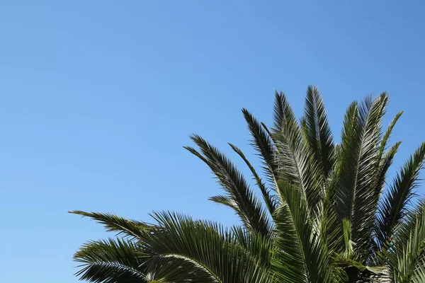Низький кут пострілу пальми, що торкається чистого неба — стокове фото