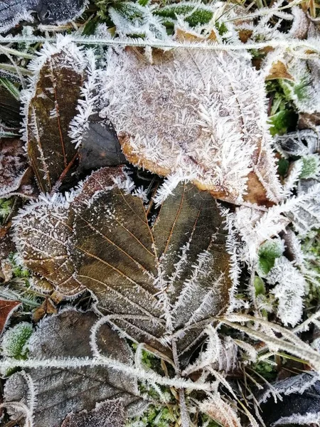 Vertikální Detailní Záběr Zamrzlých Rostlin Lese Stavernu Norsko — Stock fotografie