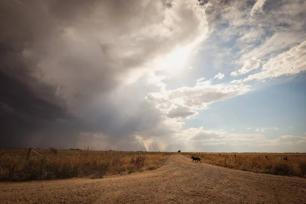 Strada con un cane circondato da campi sotto un cielo nuvoloso e la luce del sole — Foto Stock