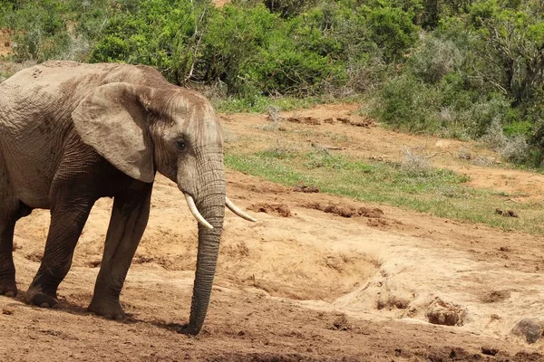 Magnífico Elefante Lamacento Andando Perto Dos Arbustos Plantas Selva — Fotografia de Stock