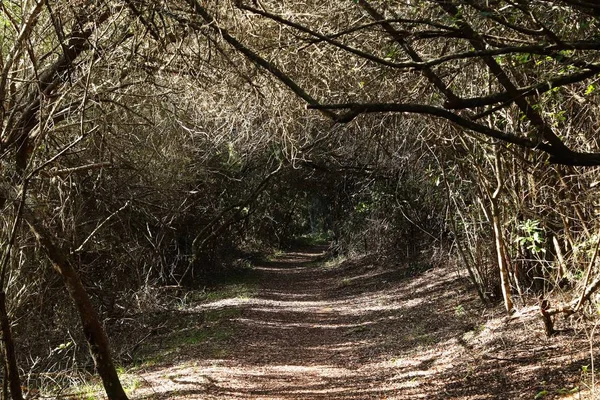 Hermosa vista de un sendero que atraviesa un túnel hecho por árboles — Foto de Stock