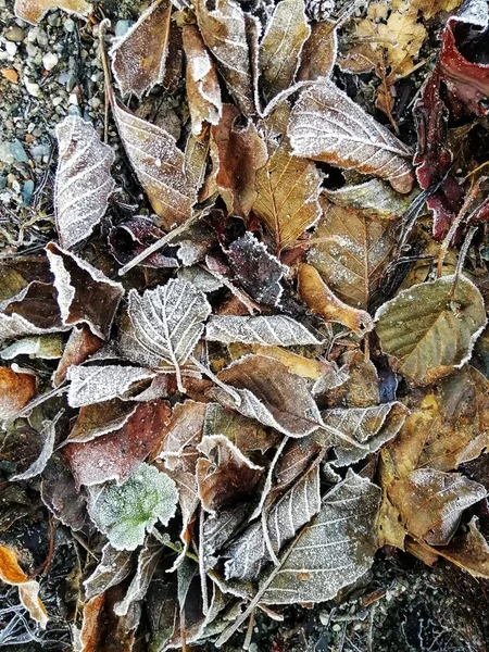 Vertikální detailní záběr zamrzlých listů v lese ve Stavernu, Norsko — Stock fotografie