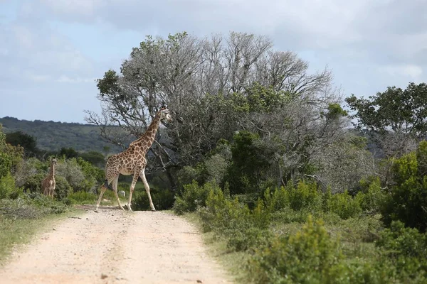 Magnificent Giraffe Grazing Big Tree Gravel Pathway — Stockfoto
