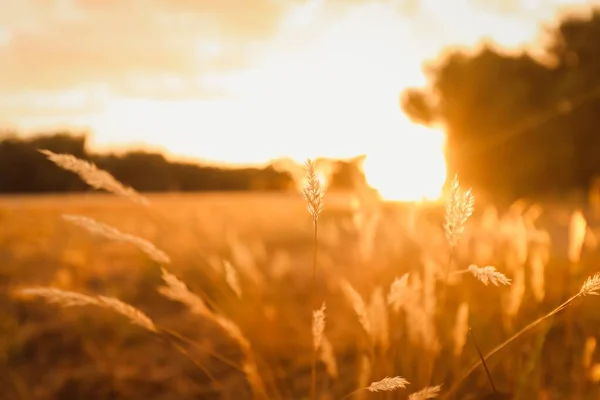 Primer plano de la hierba en un campo bajo la luz del sol durante la puesta del sol con un fondo borroso — Foto de Stock