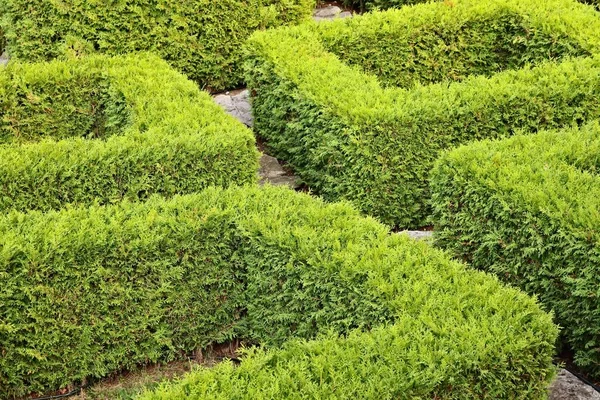 Tiro de ângulo alto de um belo labirinto feito de grama e arbustos sob a luz do sol — Fotografia de Stock