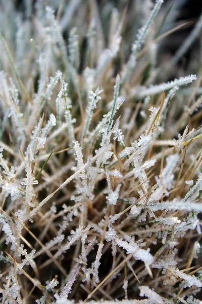 Vertikal selektiv fokus skott av gräs täckt med frost med en suddig bakgrund — Stockfoto