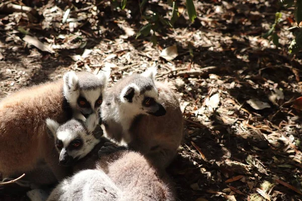 High Angle Shot Three Lemurs Sitting Together Muddy Ground Forest — ストック写真
