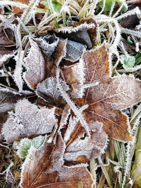 Vertikální Detailní Záběr Zamrzlých Rostlin Lese Stavernu Norsko — Stock fotografie