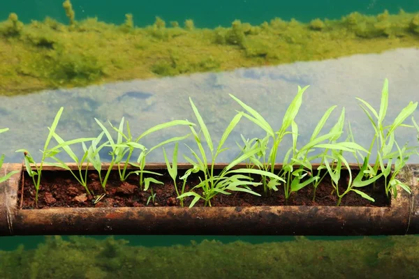 Close-up shot van een buis met groene planten erin — Stockfoto