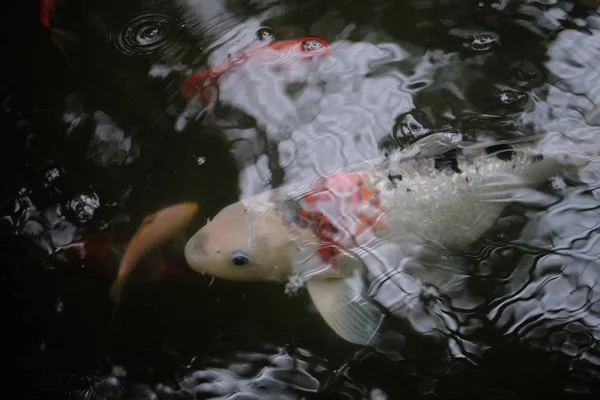 Big White Fish Swimming Water Several Small Ones — 스톡 사진