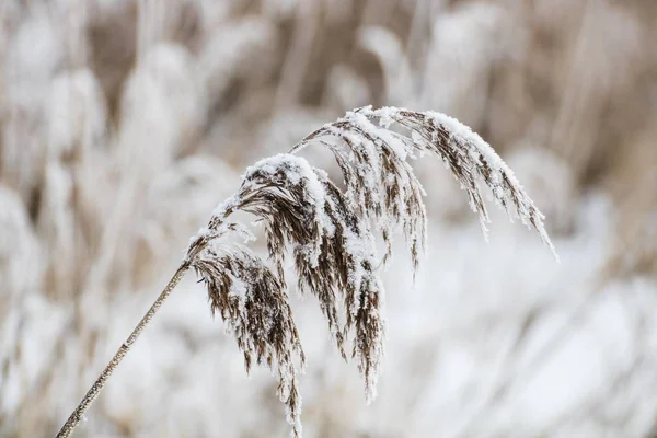 Zbliżenie Ujęcia Rośliny Pokrytej Śniegiem Rozmytym Tle — Zdjęcie stockowe