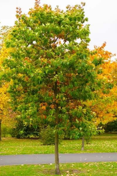 Foto vertical de un árbol con hojas verdes cerca de la acera —  Fotos de Stock