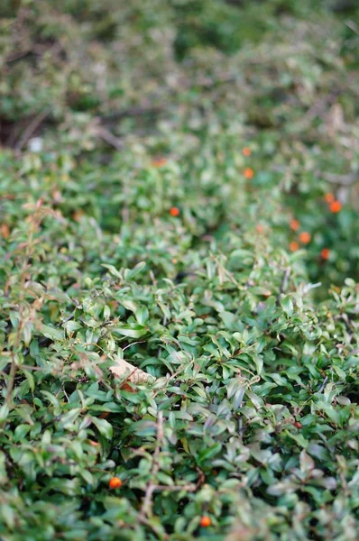 Egy Függőleges Felvétel Zöld Levelű Növényekről — Stock Fotó