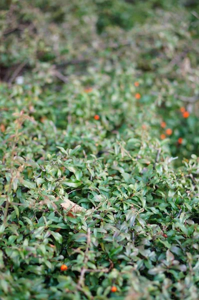 Plano Vertical Plantas Con Hojas Verdes —  Fotos de Stock