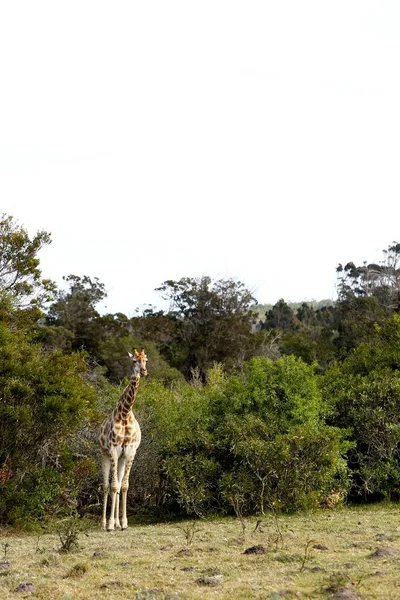Plan Vertical Une Belle Girafe Debout Parmi Les Arbres Sur — Photo