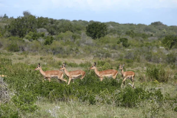 Group Four Gazelles Standing Line Middle Field Covered Grass Trees — Stockfoto