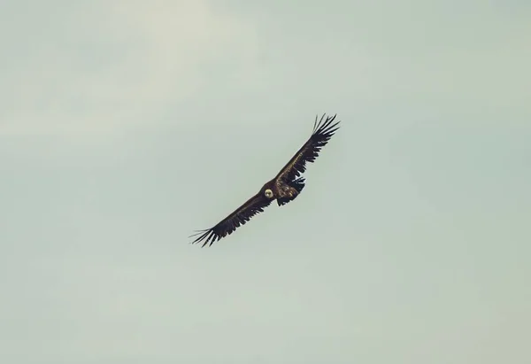 Hermoso Disparo Buitre Leonado Volando Con Cielo Nublado Fondo — Foto de Stock