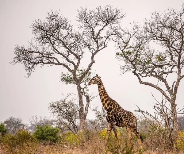 Wide Angle Shot Giraffe Standing Next Tall Trees Savannah — Stok fotoğraf