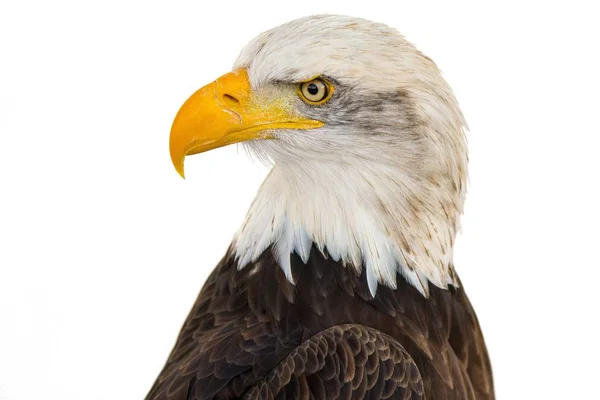 Primer Plano Majestuoso Águila Sobre Fondo Blanco — Foto de Stock