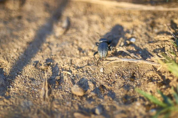 High Angle Selective Focus Shot Insect Walking Sandy Ground — Stockfoto