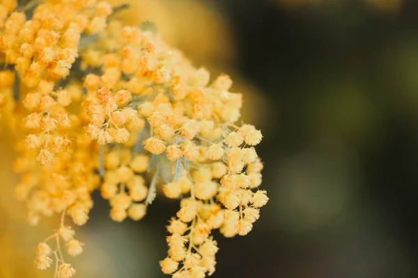 Sárga mimózák közelsége a kertben napfény alatt homályos háttérrel — Stock Fotó