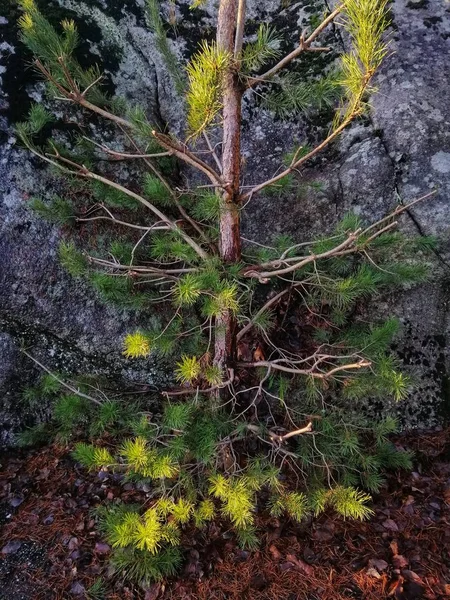 Eine Vertikale Nahaufnahme Einer Wildpflanze Die Einem Wald Larvik Norwegen — Stockfoto