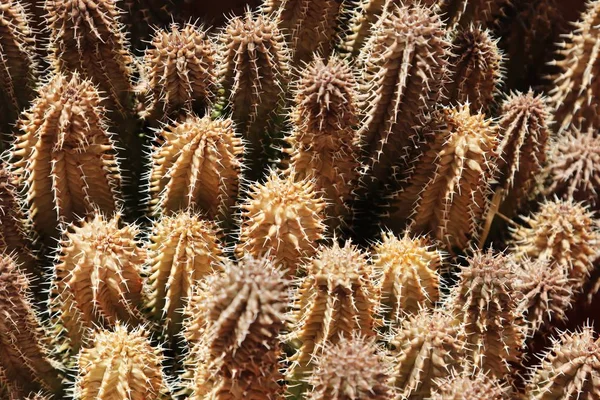 Vysokoúhlé záběry některých exotických kaktusových rostlin pod slunečním světlem — Stock fotografie