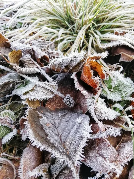 Vertical Closeup Shot Frozen Plants Forest Stavern Norway — Stock Photo, Image
