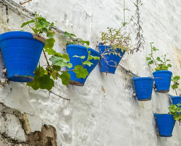 Beautiful Shot Pots Different Plants Stuck Textured White Wall Cloudy — Stock Photo, Image