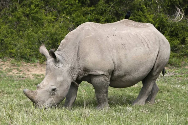 Magnifique Rhinocéros Broutant Sur Les Champs Couverts Herbe Dans Forêt — Photo