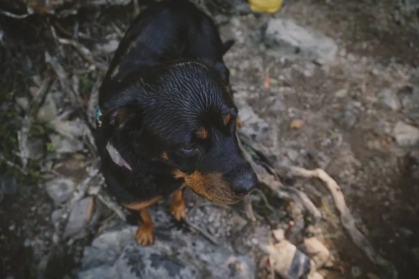 Vista de alto ângulo de um Rottweiler preto cercado por vegetação e rochas sob luz solar — Fotografia de Stock