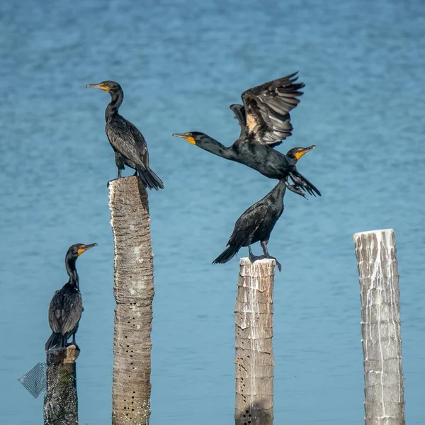 Verschillende Zwarte Vogels Die Overdag Gekapte Bossen Het Water Staan — Stockfoto