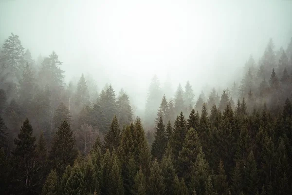 在被薄雾笼罩的森林里，树木相邻相望 — 图库照片