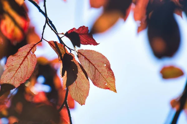 Szelektív fókuszfelvétel egy homályos hátterű, vörös őszi levelű ágról — Stock Fotó