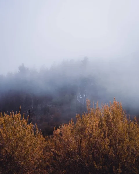 Vertikální vysoký úhel záběru žlutých stromů zakrytých mlhou — Stock fotografie