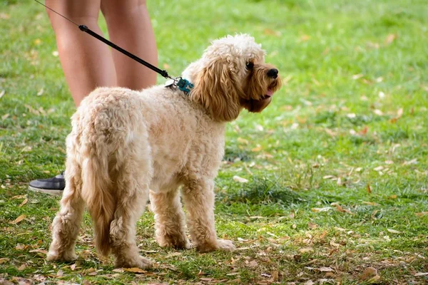 Een Close Opname Van Een Hond Staand Met Eigenaar Een — Stockfoto