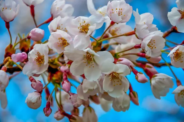 Primer Plano Flores Cerezo Blanco Con Fondo Borroso —  Fotos de Stock