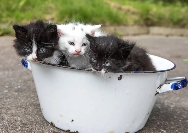 Metal kazanda beyaz ve siyah kedi yavruları. — Stok fotoğraf