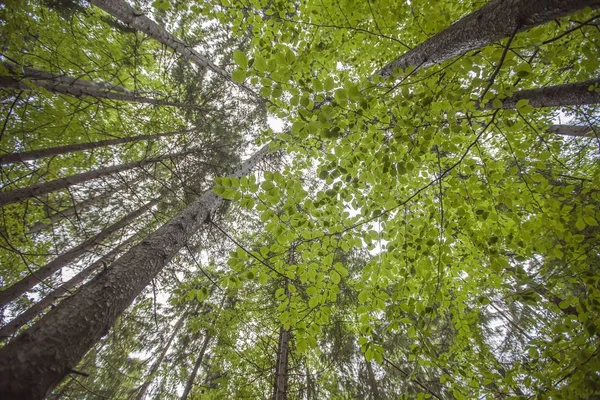 Een Lage Hoek Van Bomen Met Mooie Frisse Groene Bladeren — Stockfoto