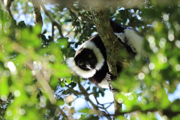 Eine Flache Aufnahme Eines Indri Einer Art Primat Zwischen Den — Stockfoto