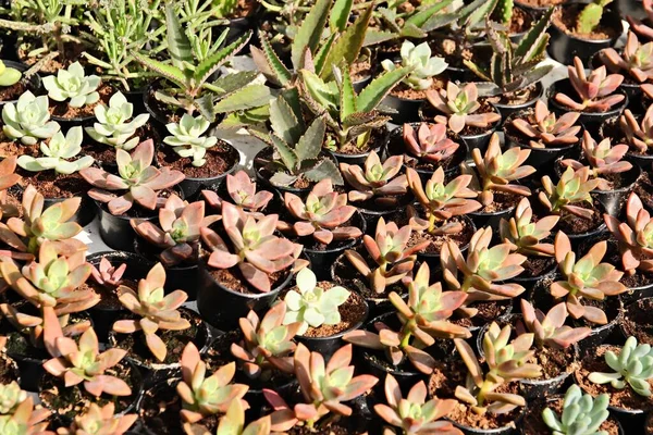 Een Close Van Een Selectie Van Kamerplanten Naast Elkaar — Stockfoto