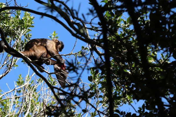 Sebuah Gambar Sudut Rendah Dari Monyet Berburu Burung Cabang Pohon — Stok Foto