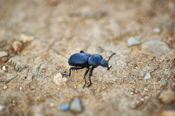 Selective Focus Shot Black Insect Sandy Ground — 图库照片