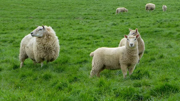 Las Lindas Ovejas Caminando Campo Verde Gales Durante Día — Foto de Stock