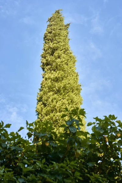 Tiro Vertical Uma Árvore Verde Alta Outras Plantas Com Céu — Fotografia de Stock