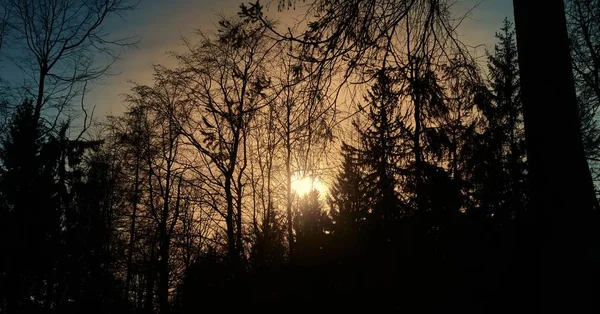 Hermoso tiro de un bosque a la sombra durante la puesta del sol. — Foto de Stock