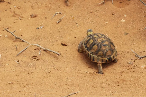 High Angle Shot Beautiful Turtle Walking Sand Covered Ground — Stock Photo, Image