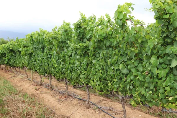 Ein Schöner Blick Auf Die Weinreben Einem Weinberg Der Bei — Stockfoto